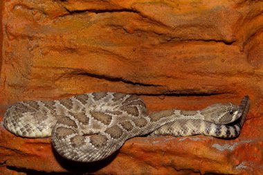 Diamondback Texas Rattlesnake clipart