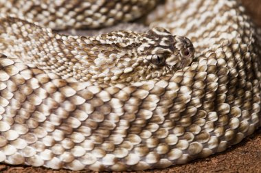 uracoan çıngıraklı yılan