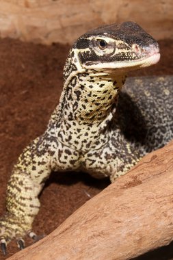 Varanus kum çıkacağız portre
