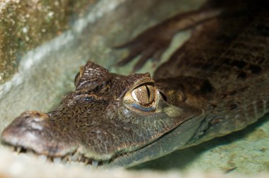 Cuvier'ın cüce Caiman göz