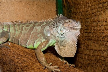Yeşil iguana portre