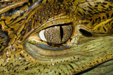 Misk caiman göz