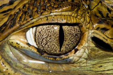 Cuvier'ın cüce Caiman göz