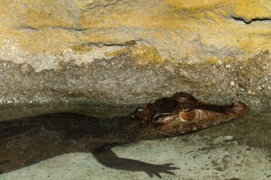 Misk caiman terrarium içinde