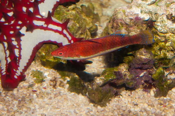 Longfin fairy wrasse i akvarium — Stockfoto