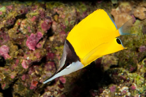 Yellow Longnose Butterfly in Aquarium — Stock fotografie