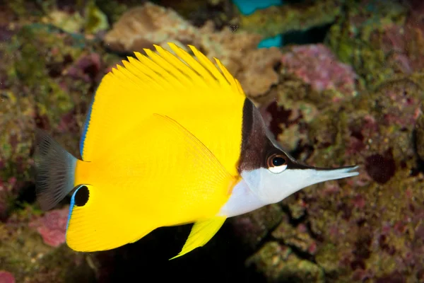Mariposa de nariz larga amarilla en acuario — Foto de Stock