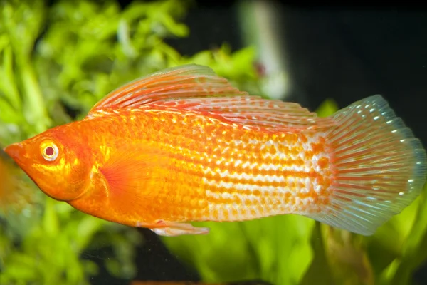 在 aqaurium 中的红色 sailfin 莫莉 — 图库照片