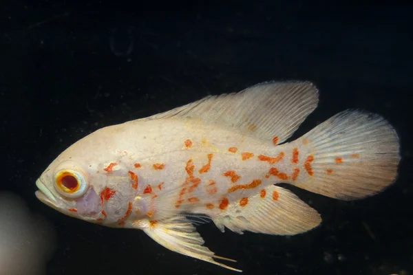 White and Orange Oscar Fish in Aquarium — Stok fotoğraf