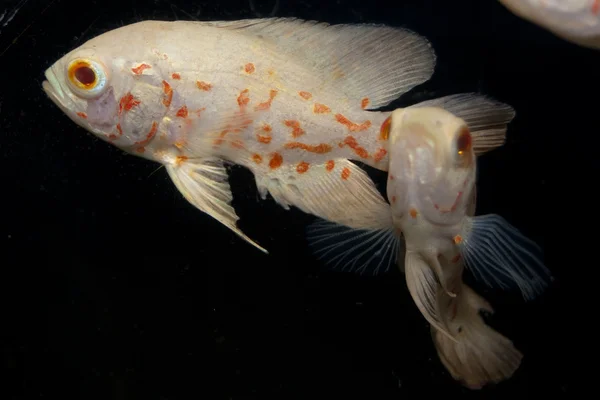 Weiße und orangefarbene Oscarfische im Aquarium — Stockfoto