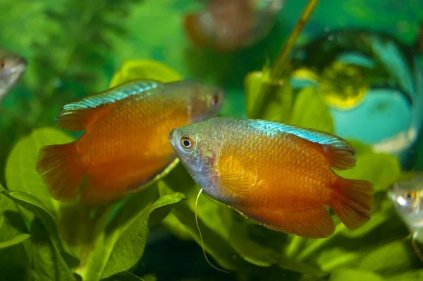 Zwerg-Gourami im Aquarium — Stockfoto