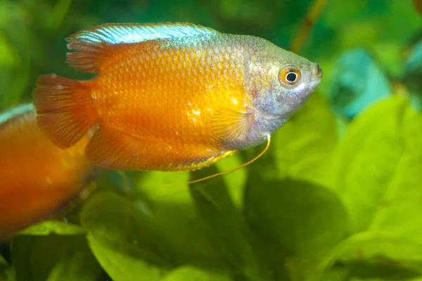 Kääpiö Gourami akvaariossa — kuvapankkivalokuva