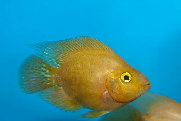 白鹦鹉或我们鹦鹉在水族馆鲷 — 图库照片