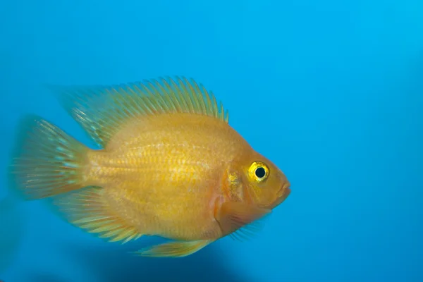 Papagaio branco ou papagaio-americano Cichlid em Aquário — Fotografia de Stock