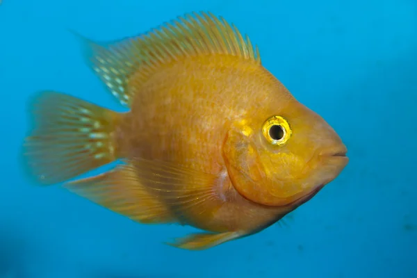 Weißpapagei oder uns Papageienbuntbarsch im Aquarium — Stockfoto