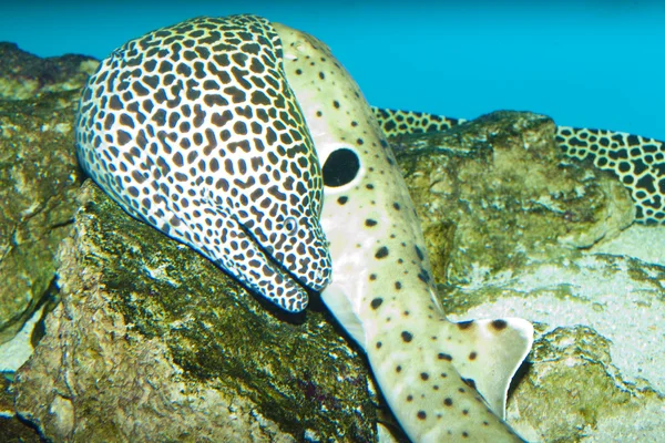 Tessalata Eel in Aquarium — Stock Photo, Image