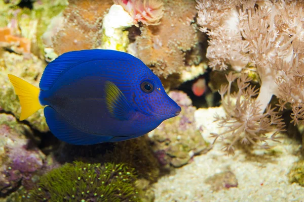 Tang roxo no aquário — Fotografia de Stock