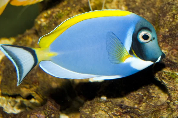 Tang pó azul no aquário — Fotografia de Stock