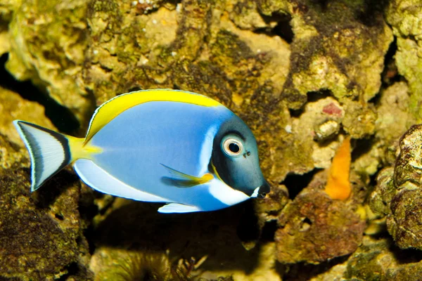 Tang de poudre bleue dans l'aquarium — Photo