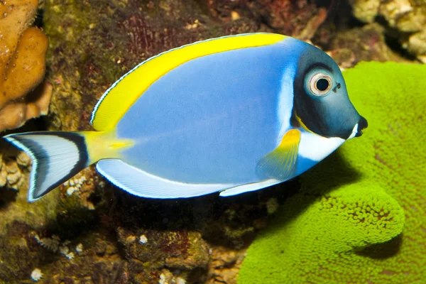 Blue Powder Tang в аквариуме — стоковое фото