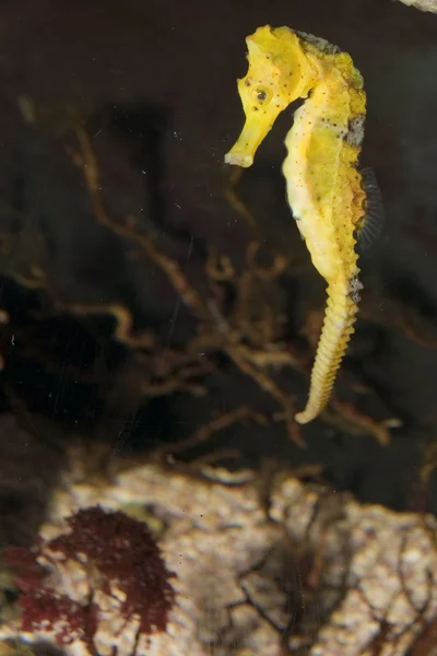 Longsnout Seahorse — Stock Photo, Image