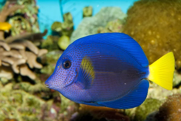 在水族馆的紫色唐 — 图库照片