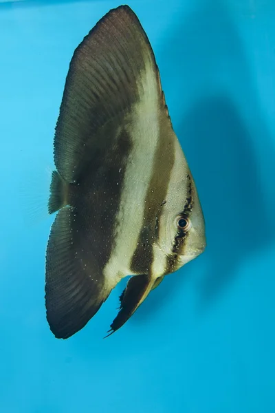 Akvaryum orbicular batfish — Stok fotoğraf