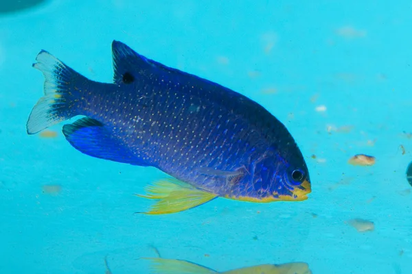 Голубая чертополоха в аквариуме — стоковое фото
