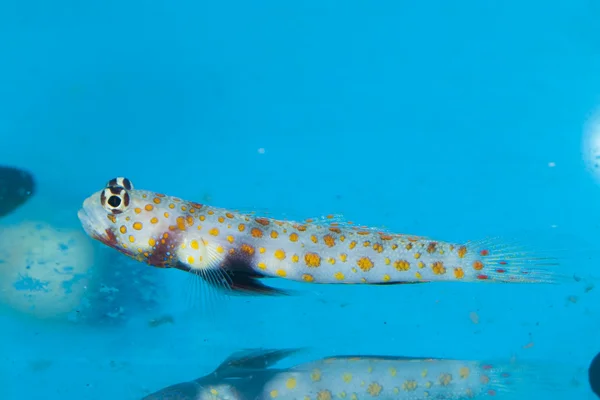 水族館でオレンジ色の斑点を付けられたハゼ — ストック写真