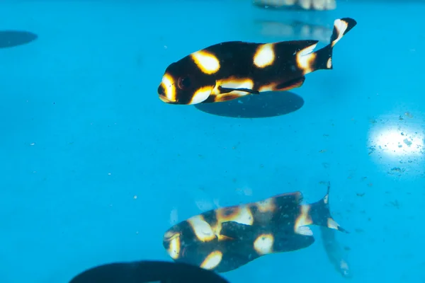 Dogfish Orientalis в аквариуме — стоковое фото