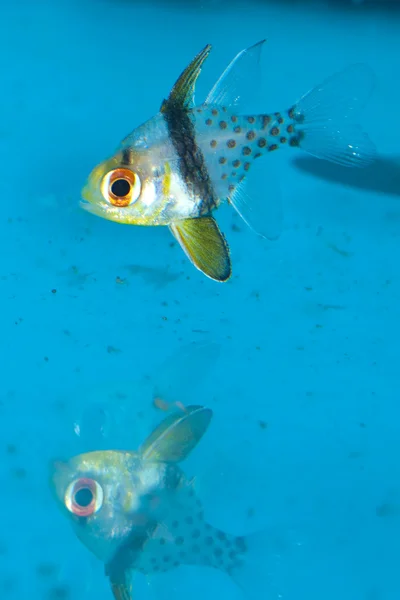 Пятнистый или Pajama Cardinalfish в аквариуме — стоковое фото