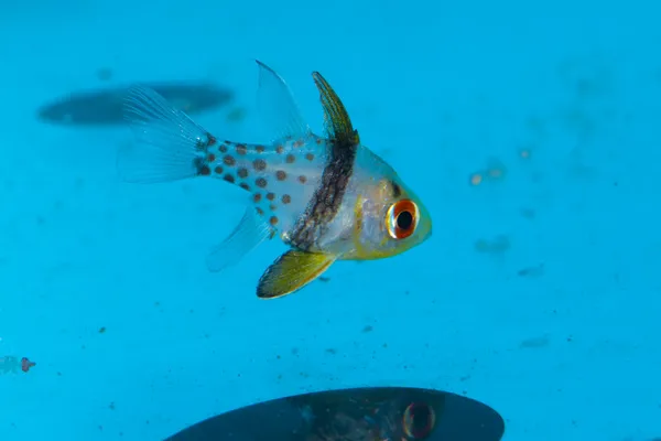 Gefleckter Kardinalfisch oder Pyjama im Aquarium — Stockfoto