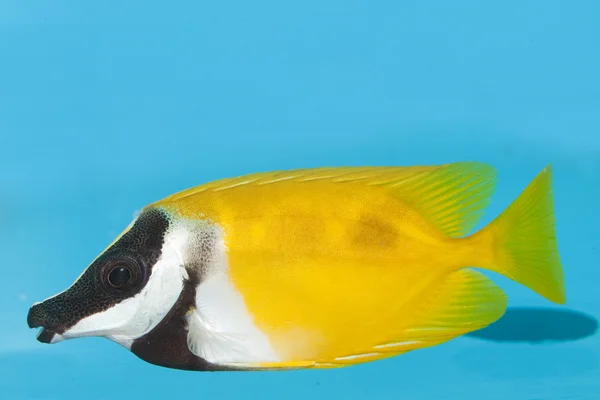 Foxface Lo in Aquarium — Stock Photo, Image