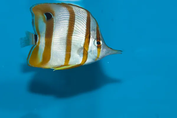 Cooperband Pesce farfalla in acquario — Foto Stock