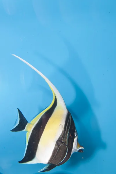 Ídolo mourisco no aquário — Fotografia de Stock