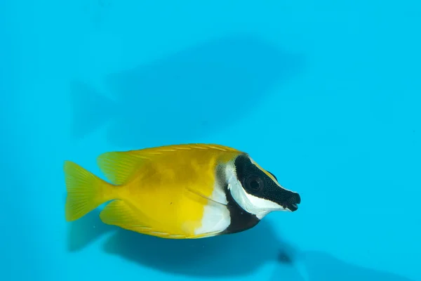 Fuchsgesicht im Aquarium — Stockfoto