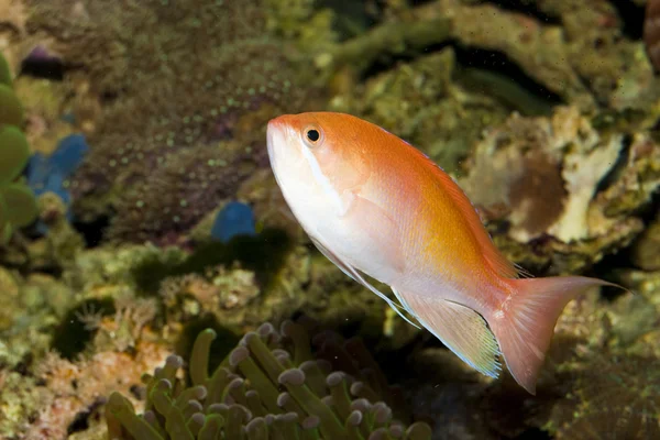 Anthias риби в акваріумі — стокове фото