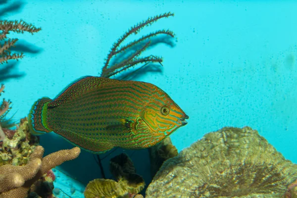 Dusky Wrasse in Aquarium — Stock Photo, Image