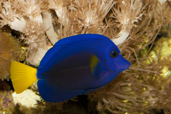 Purple tang w akwarium — Zdjęcie stockowe