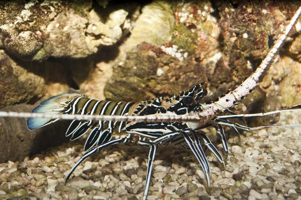 Spiny Blue Lobster (Panulirus versicolor) — Stock Photo, Image