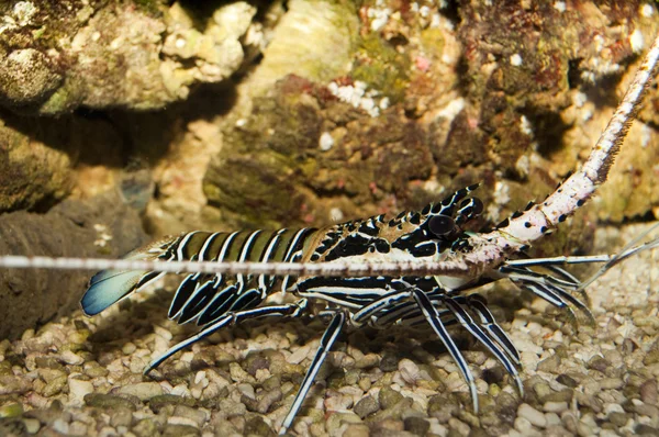 Spiny Blue Lobster (Panulirus versicolor) — Stock Photo, Image