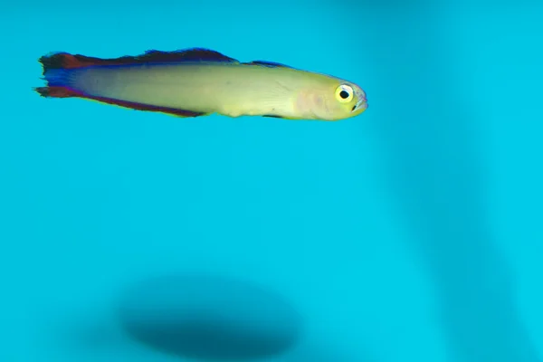 Purple Firefish (Nemateleotris decora) in Aquarium — Stock Photo, Image