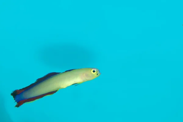 Purpurfische (nemateleotris decora) im Aquarium — Stockfoto