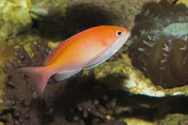Anthias vis in het aquarium — Stockfoto