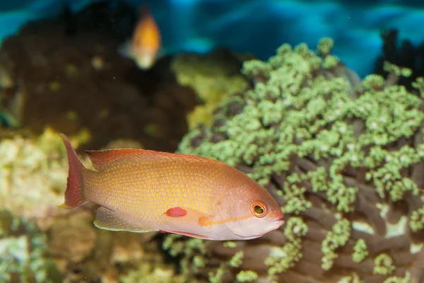 Anthias ryb w akwarium — Zdjęcie stockowe