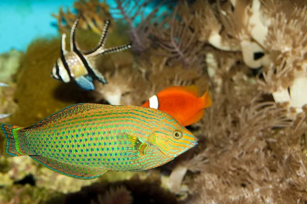 Wrasse oscuro en el acuario — Foto de Stock