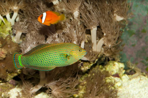 Dusky Wrasse in Aquarium — Stock Photo, Image