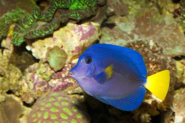 Tang viola in acquario — Foto Stock