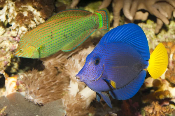 Espiga púrpura en acuario — Foto de Stock