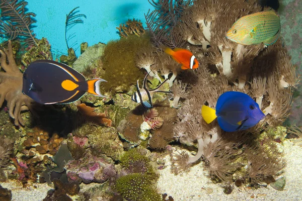 Peces de arrecife en acuario — Foto de Stock